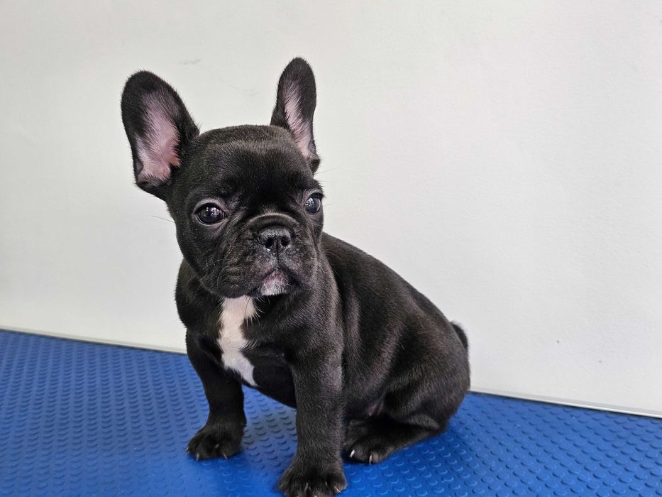Mascul Bulldog francez negru