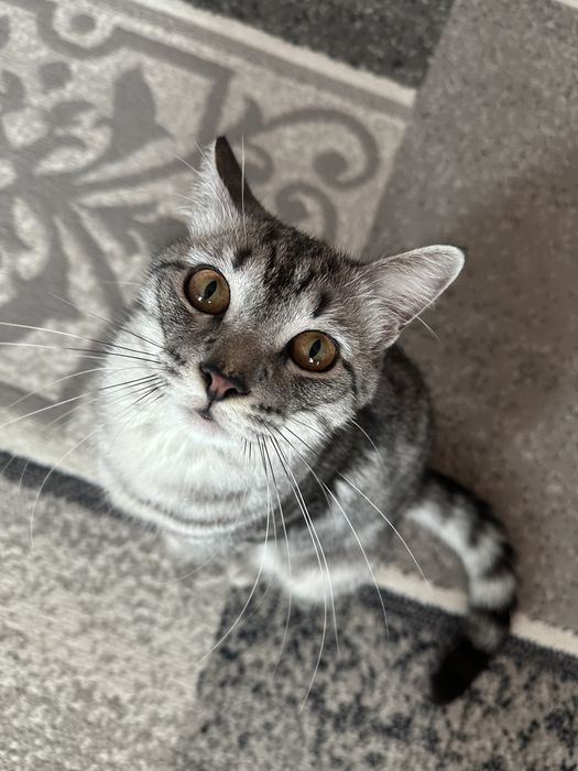 Продам 15000 котику 9 мес