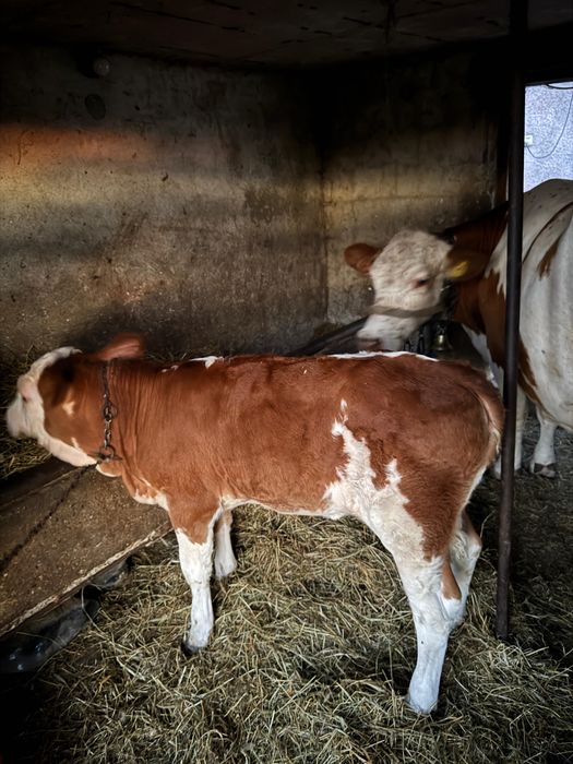 Vițeauă de vânzare bălțată românească