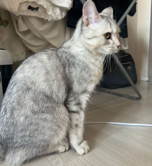 Кот в хорошие руки с вещами