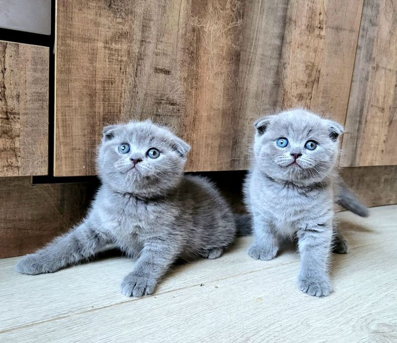 Скоттиш Фолд . Девочка и Мальчик.