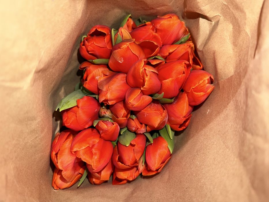 Свежие тюльпаны к 8 марта