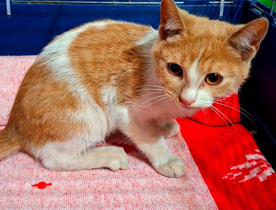 Adoptie pisica pui roscat Spiridon