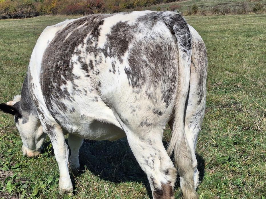 Vaca de vanzare!!
