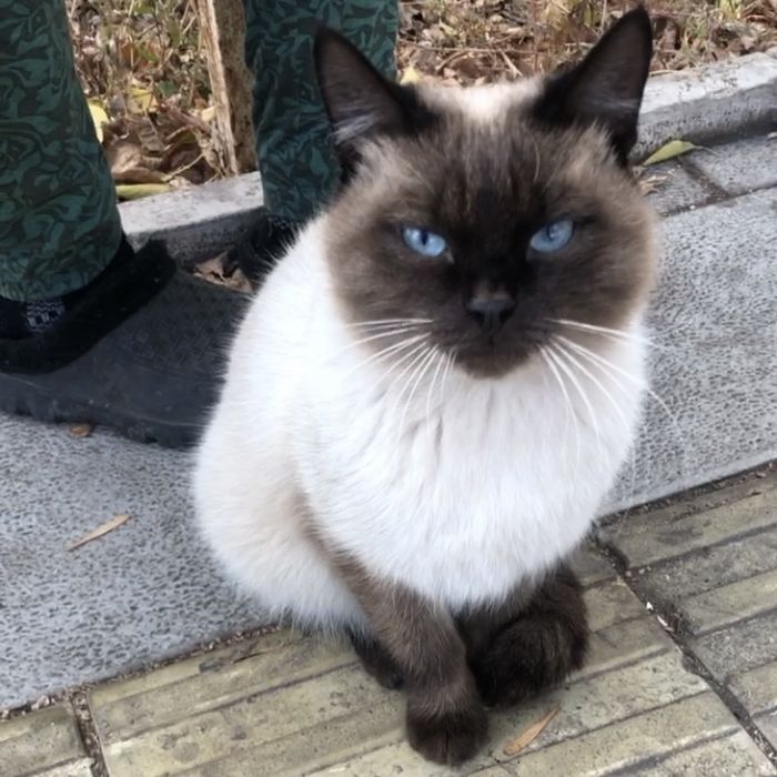 Сиамский Кот Ласковый Домашний