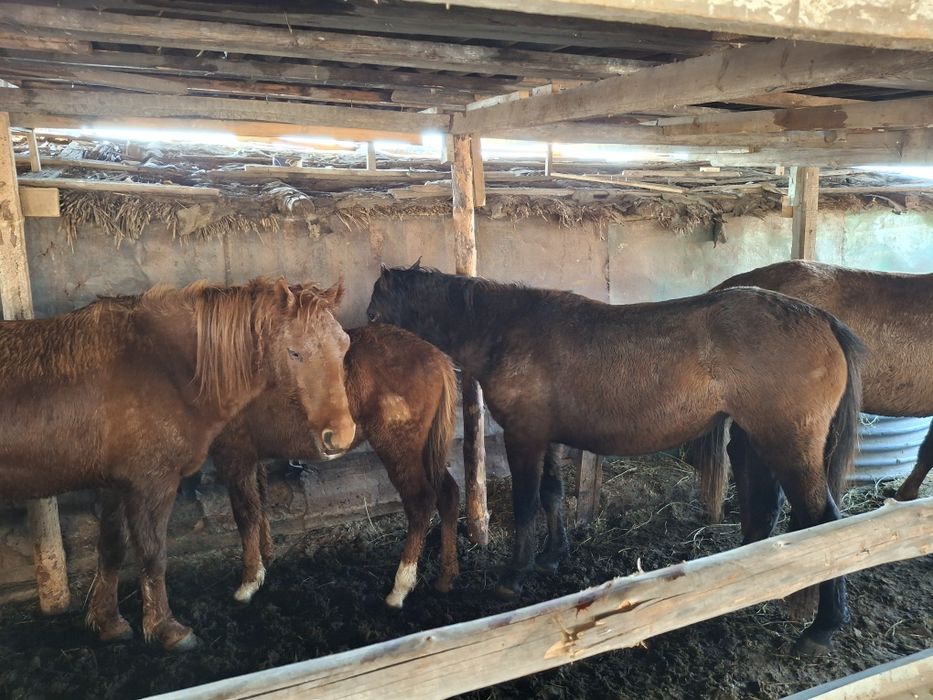 Соғым бие 3 бас сатылады