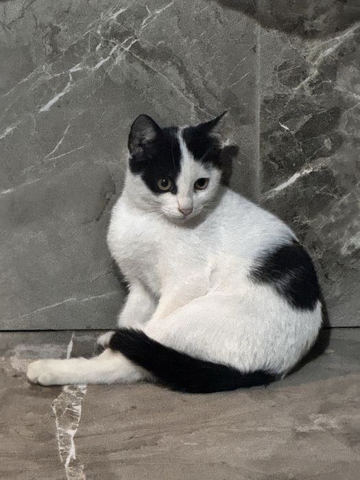 pisicuta spre adoptie
