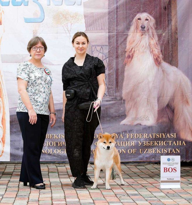 Кобель сиба-ину на вязку