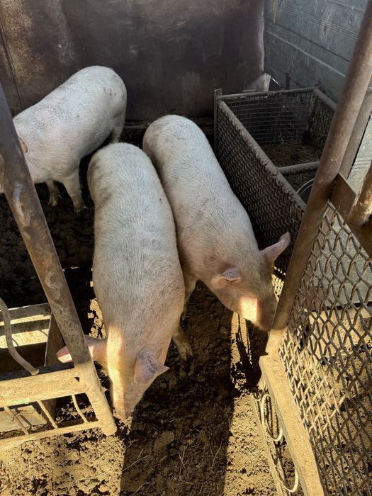 Продам свиней 7 месяцев