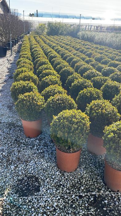 Buxus globular calitate extra toate dimensiunile