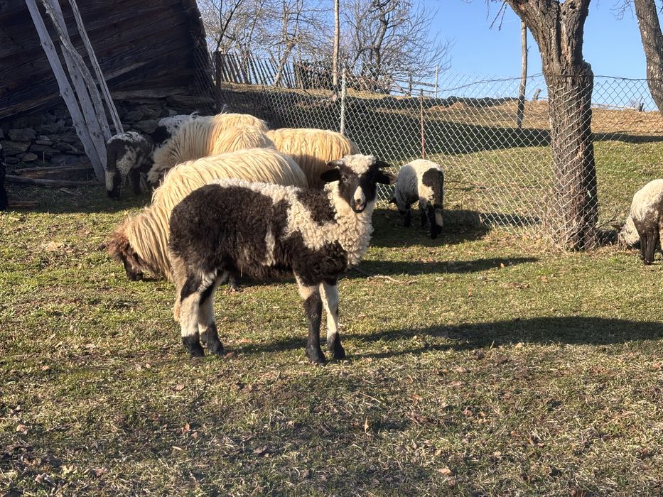 Miei de vanzare urgent