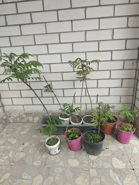 Продам саженцы  дерева сумак.