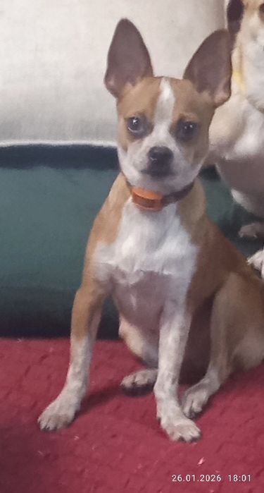 Щенок Тор терьер