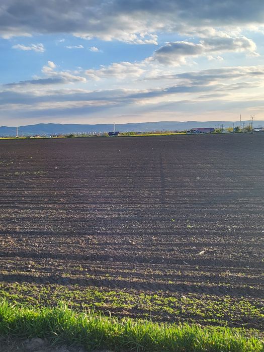 Teren extravilan, Letea Veche