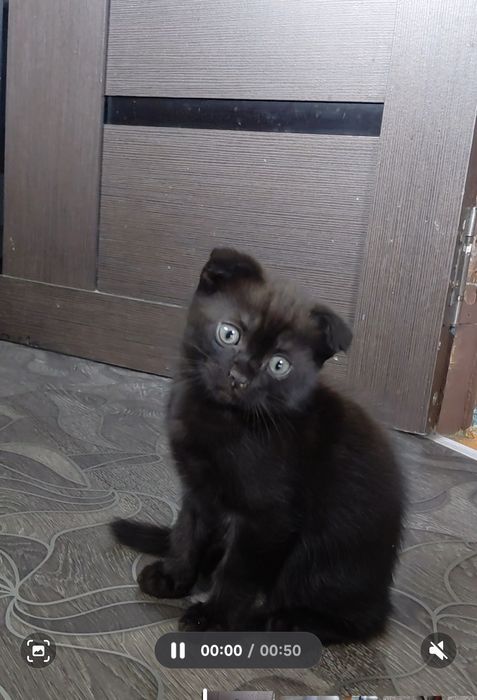 Вислоухий шотландский котик