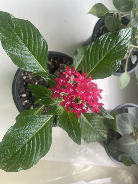 Живые цветы в подарок