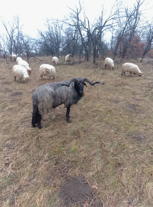 Vând berbecii  Rațca