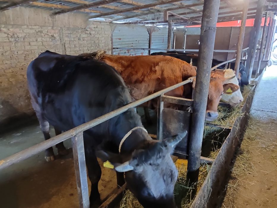 Продам телок КРС