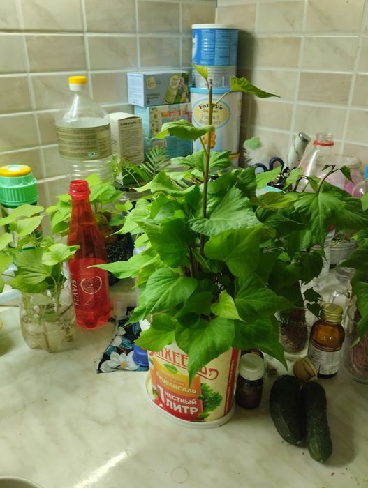 Батат  клубни 1500за кг