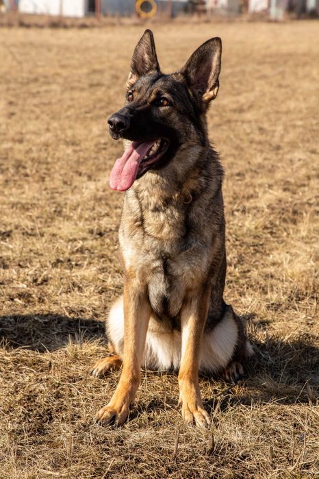 Dresaj canin Dogisland K9 Brașov