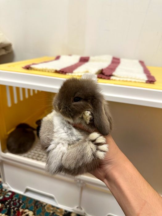 “Farzandingizga mehribon do‘st — Basmala Farm minik quyonlari!”