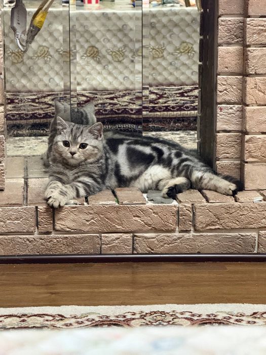 Кошка скотиш страйт