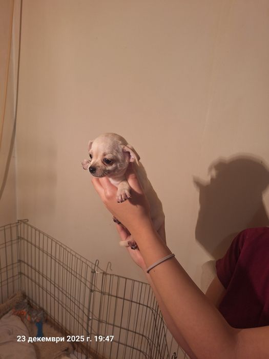 Мини чихуахуа ,едно момче и едно момиче.