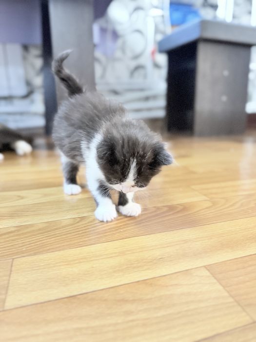 Отдам котят в добрые руки