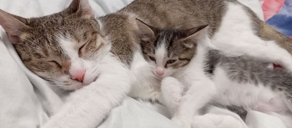 Отдам в добрые руки