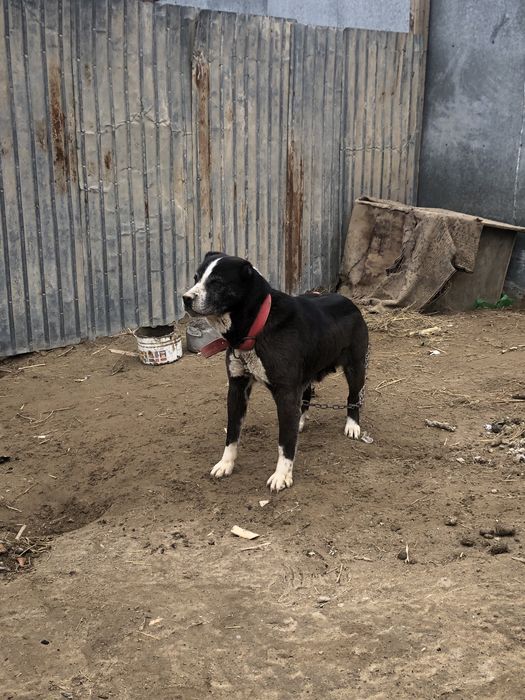 Таза қанды ұрғашы алабай