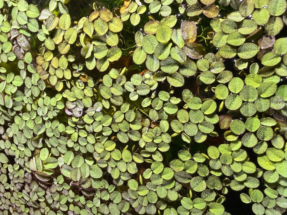planta plutitoare acvariu salvinia minima
