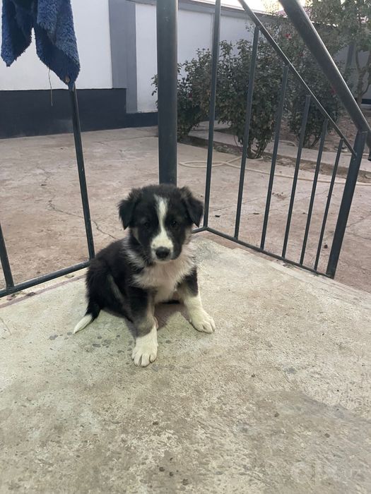 Kuchiklar yaxshi qo’llarga beriladi