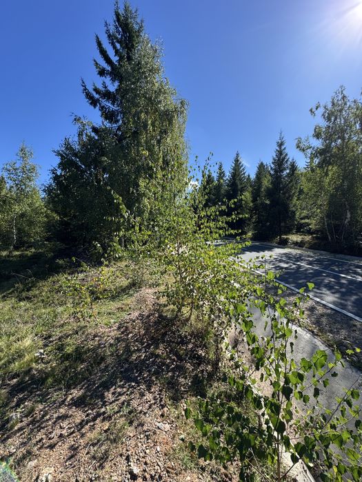 Teren la munte –  1171 mp, Calatele Padure