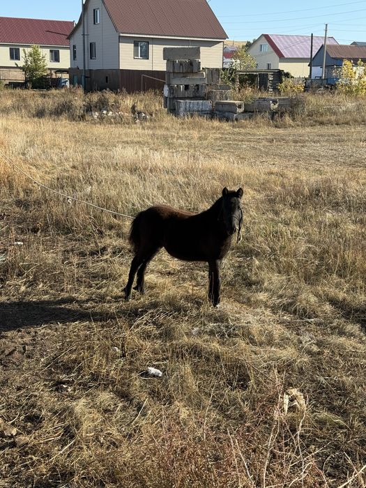 Продам жеребенка пони
