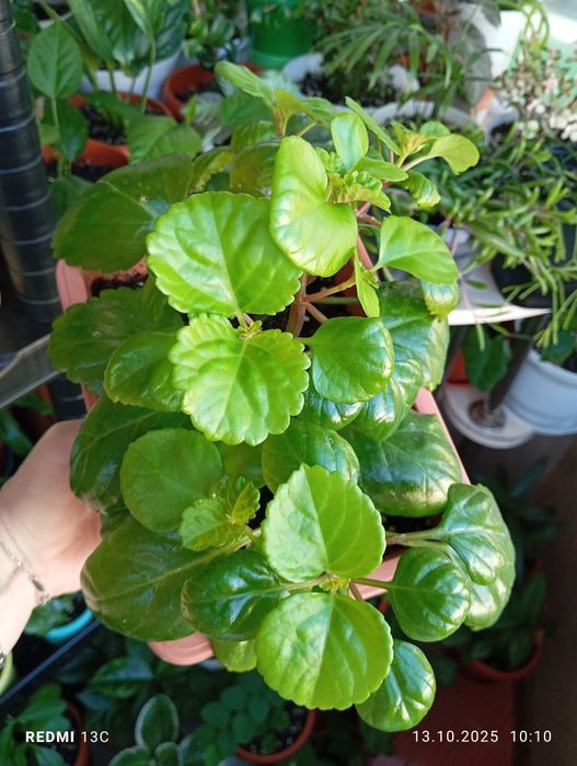 Продам растения цветы