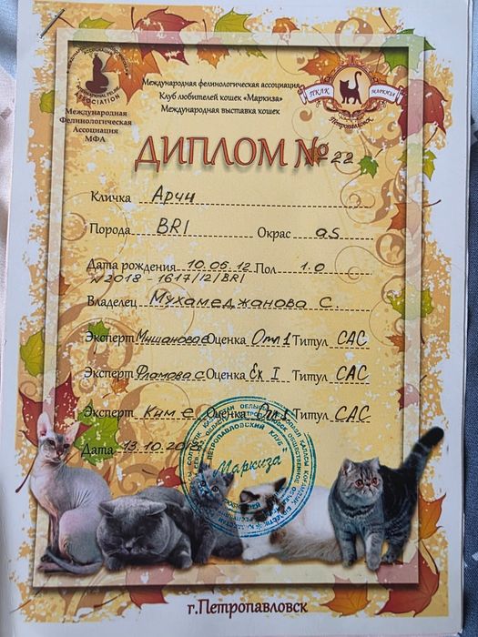 Котята  британские короткошерстые