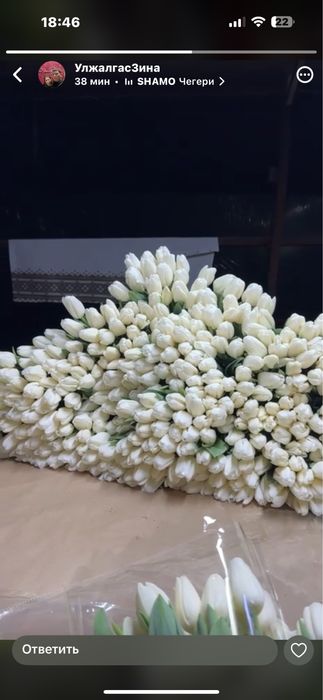 Тюльпаны оптом.оптомголландские тюльпаны. Оптом и а розницу тюльпаны