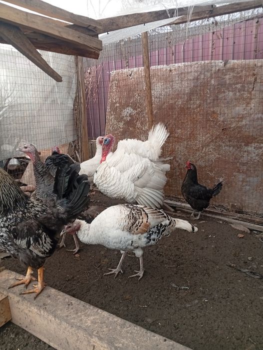 Продам индюка !!!