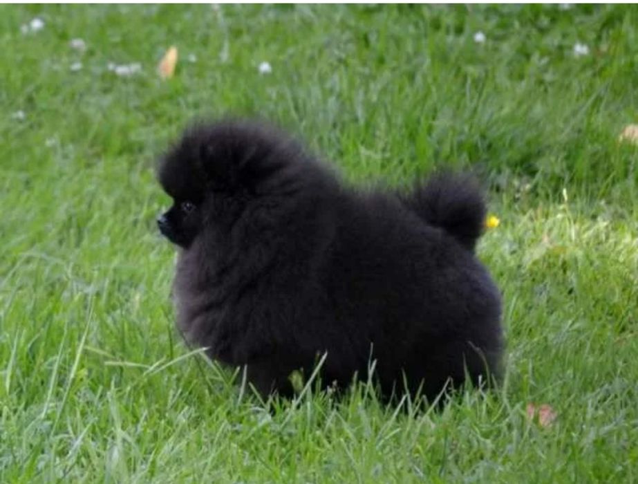 Продается щенок шпица