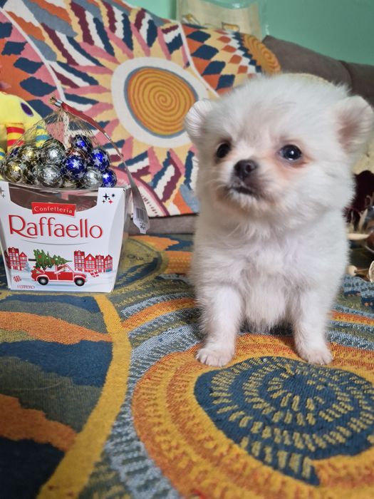 Померанский шпиц супермини