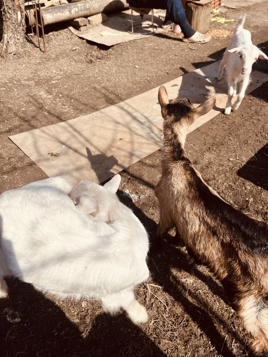 альпийские козлята три штуки