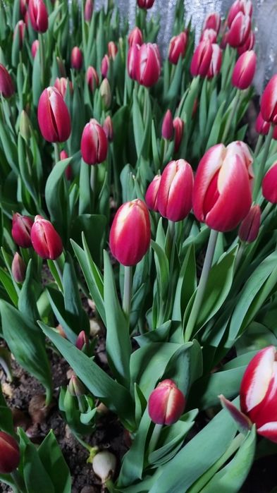 Тюльпаны на праздник