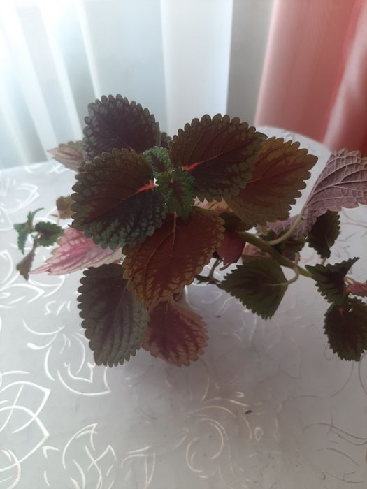 Продам укоренённые отростки Колеуса