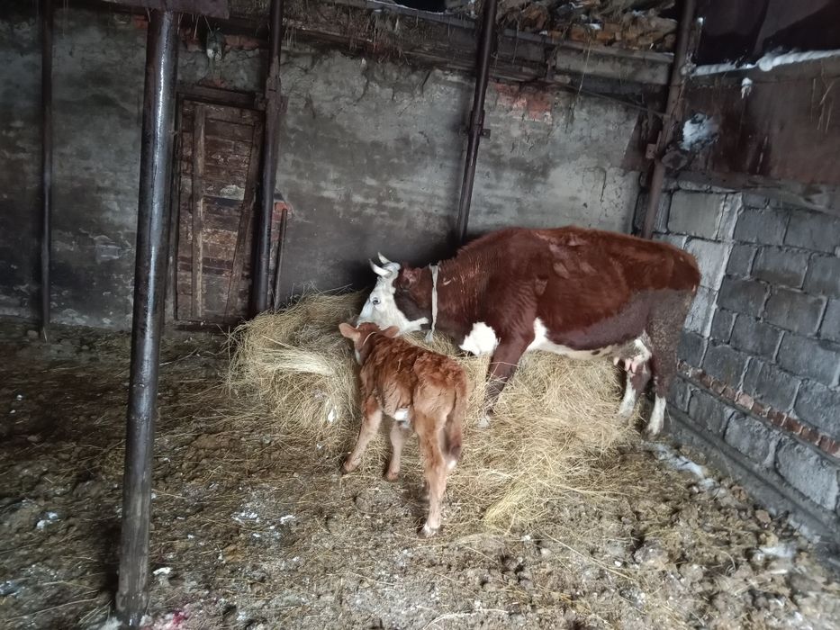 Продам корову с теленком