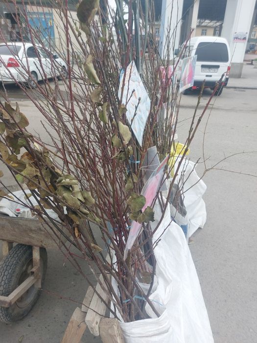 Nihol kuchatlari sotiladi hamma mevalardan bor narxlari 7000 so'mdan b