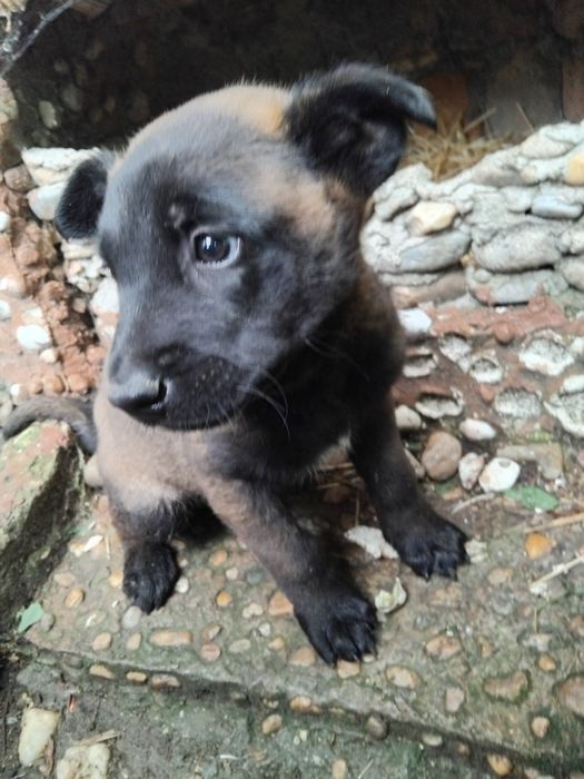 Ciobănesc belgian malinois
