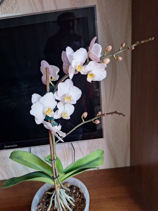 Продаются  азиатские Орхидеи