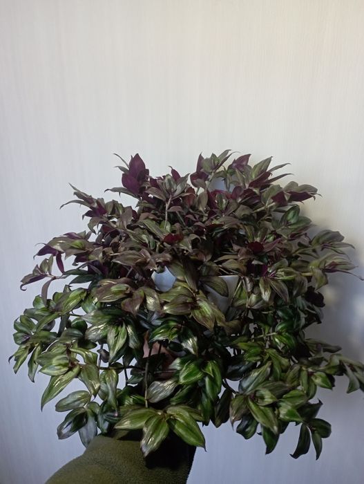 Традисканция зебрина