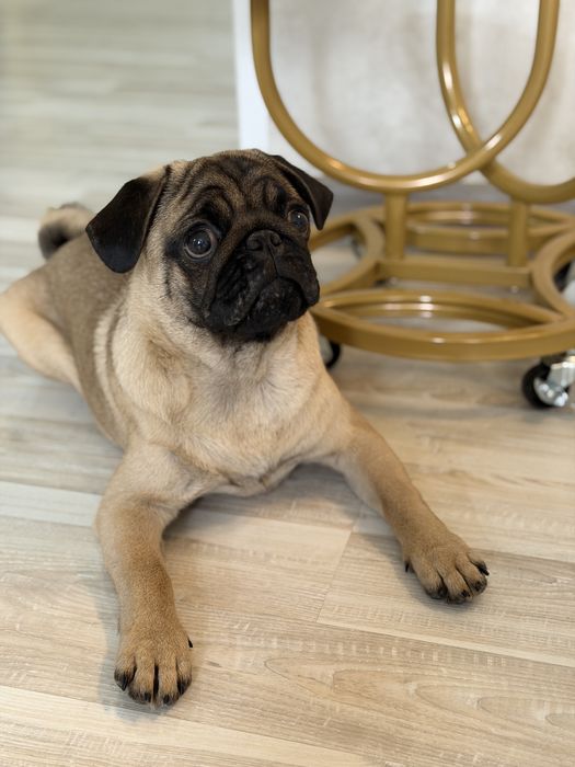 Мопс щенок 5 месяцев