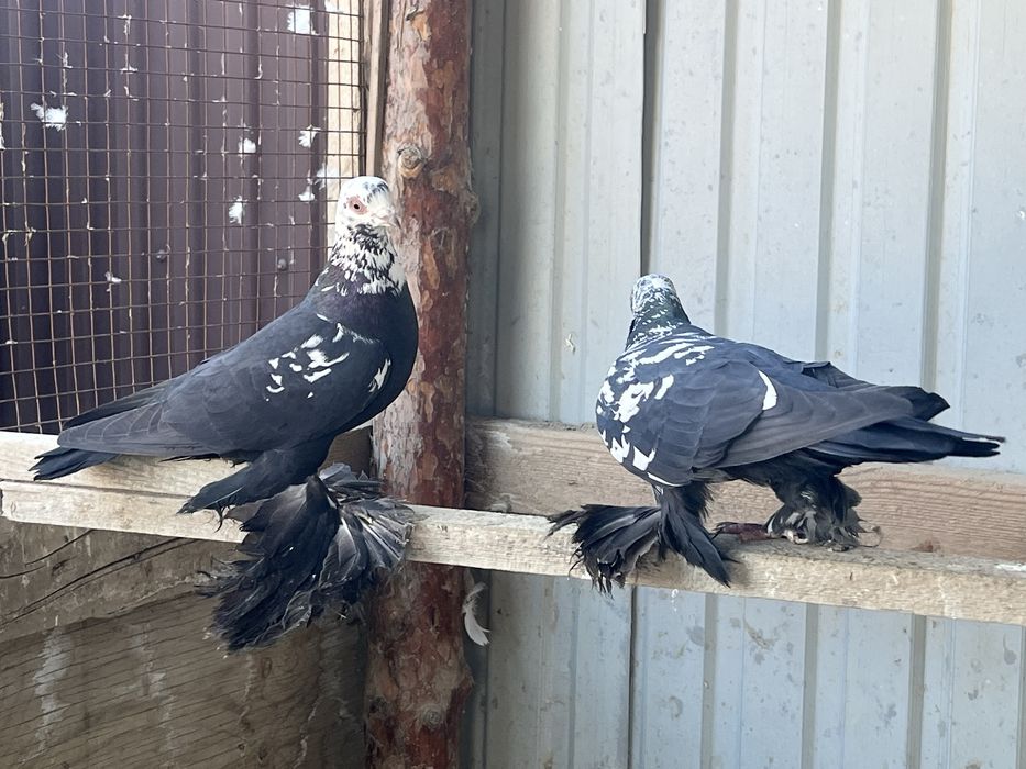 Продам голуби пара